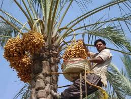 تصویر 2 از خرما خاصویی دستچین شده با کنترل کیفیت چند مرحله‌ای